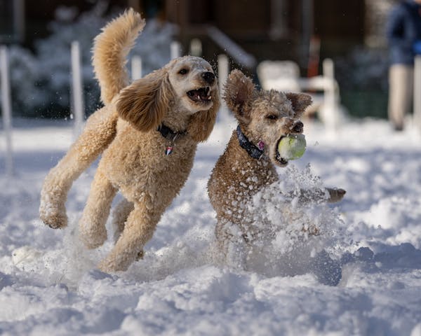 Seasonal Care Tips for Poodles: Summer to Winter