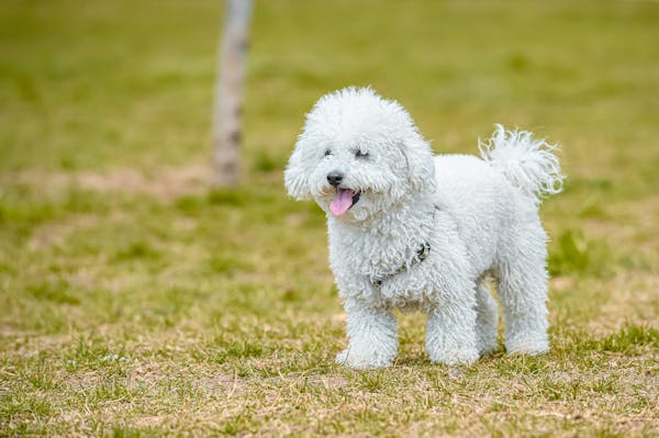 The Importance of Regular Vet Check-Ups for Your Poodle