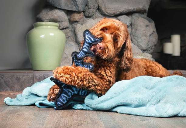 Choosing the Right Toys for Your Doodle’s Mental Stimulation