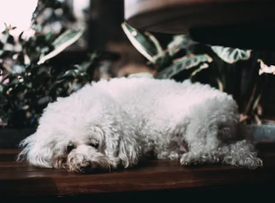 Poodle Allergies: Symptoms, Causes, and Treatments