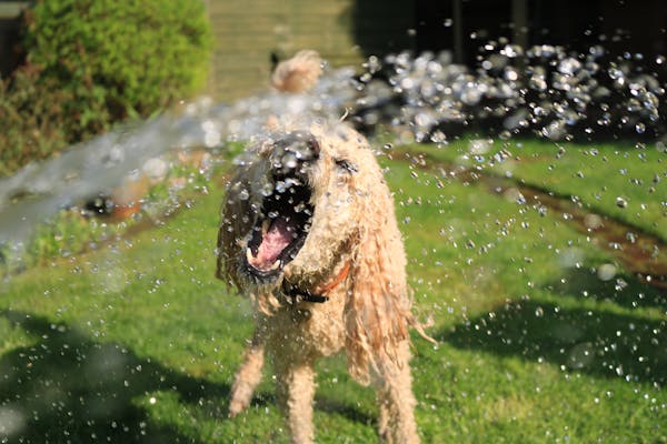 Behavioral Traits of Poodles: What New Owners Should Know