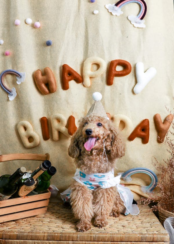 Celebrating Your Poodle’s Milestones and Birthdays