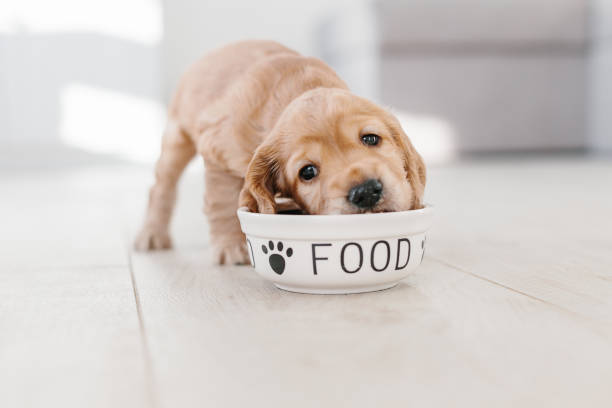 Nutrition Tips for a Healthy Doodle Diet