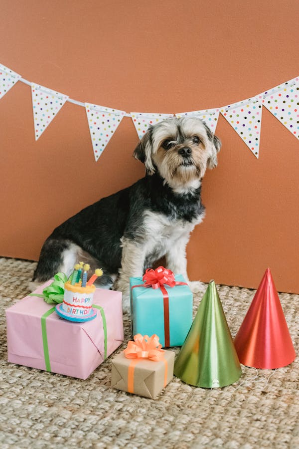 Celebrating Your Doodle’s Birthday: Party Ideas and Themes