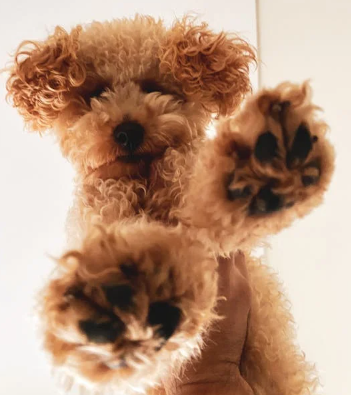 Exploring the Genetic Diversity of Poodles