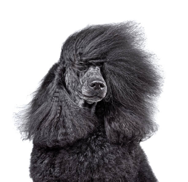The Role of Genetics in Your Poodle’s Health