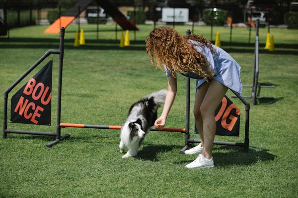 Training Your Poodle for Agility Competitions