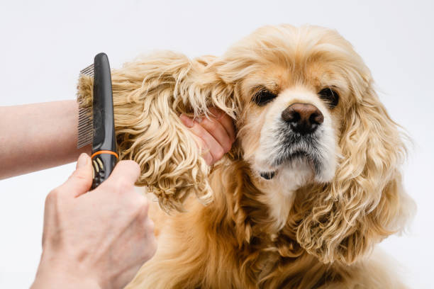 Grooming Your Doodle at Home: A Step-by-Step Guide