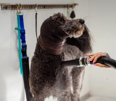 The Essential Poodle Grooming Kit: Must-Have Tools and Products