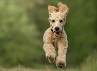 Unveiling the Profound Role of Poodles in Therapy and Assistance Work