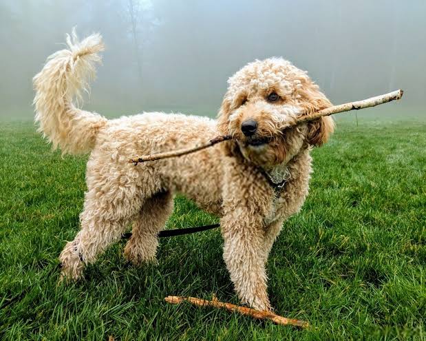 Managing Doodle Dog Weight: Tips for Healthy Nutrition and Exercise