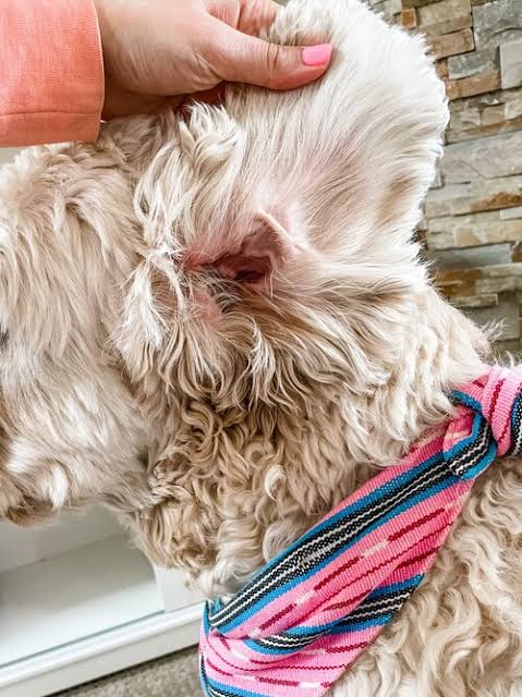 Ear Care for Doodle Dogs: Preventing Infections and Maintaining Hygiene