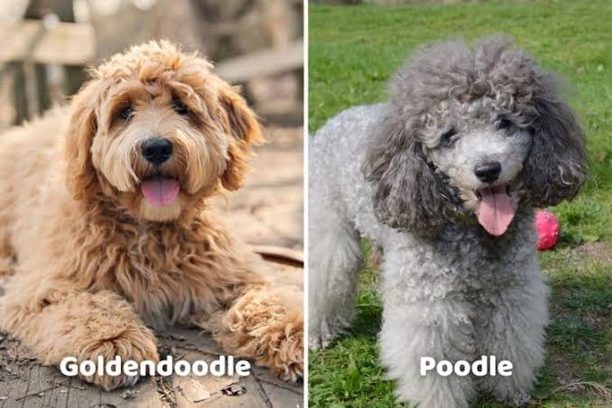 Poodle vs. Doodle: Understanding the Differences Between Poodle Mixes