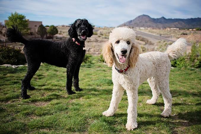 Grooming a Poodle for Show: Tips from Professional Handlers