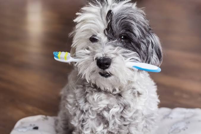 Dental Care for Doodle Dogs: Preventing Tooth Decay and Gum Disease