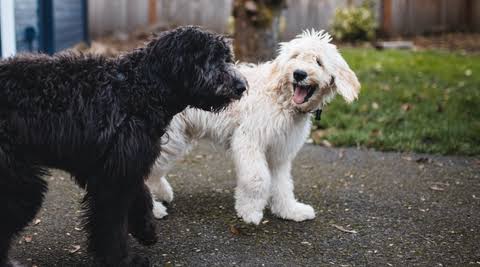 Understanding Doodle Dog Body Language: Signs of Happiness, Anxiety, and More