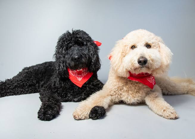 Fostering a Bond with Your Doodle: Building Trust and Connection