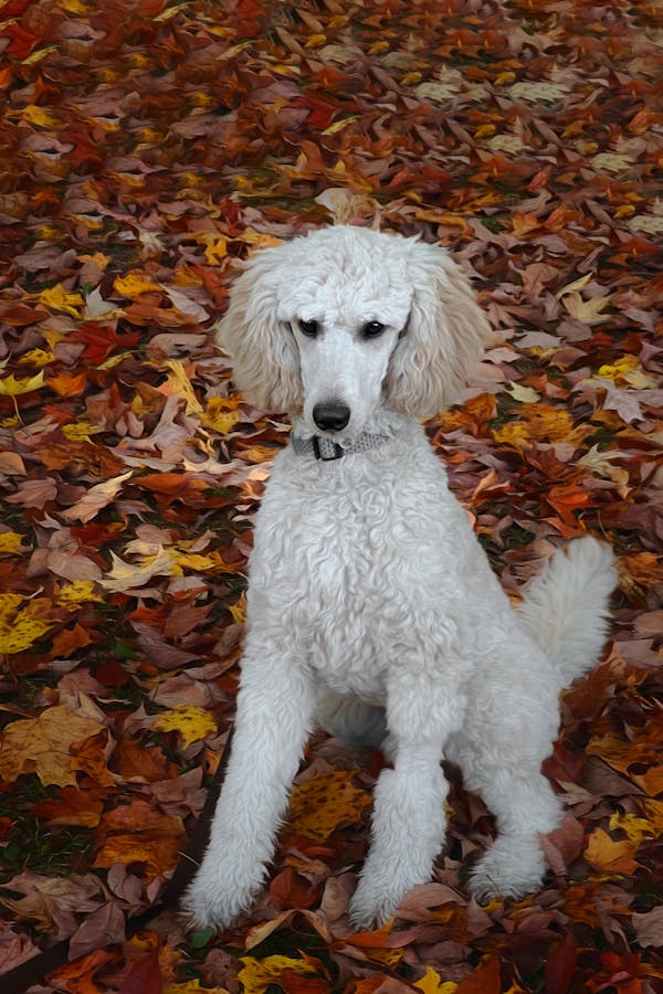 Poodle Allergies: Symptoms, Causes, and Treatments