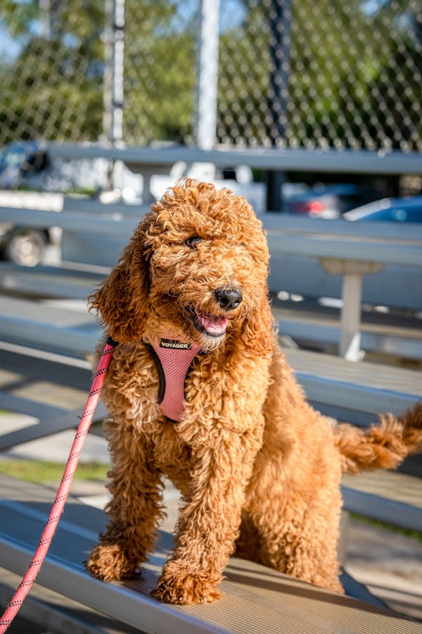 How to Choose the Right Doodle Breed for You