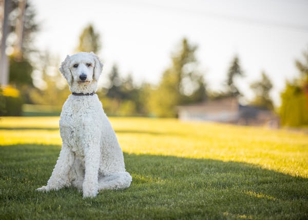 Poodle-Friendly Parks and Outdoor Spaces