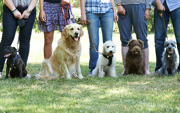 Doodle-Friendly Dog Parks and Outdoor Adventures
