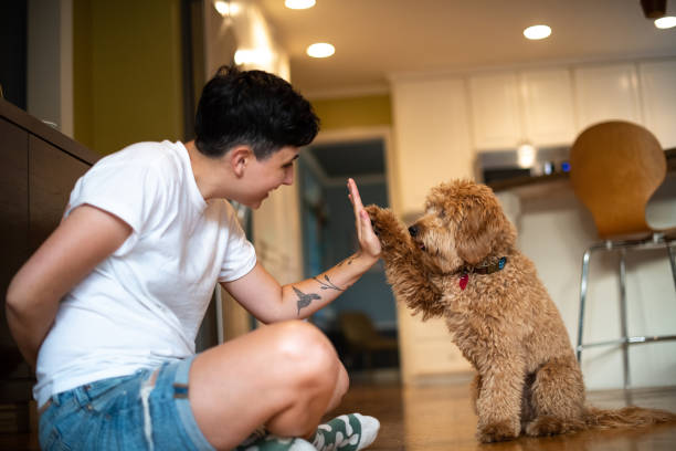 The Art of Teaching Your Poodle Tricks