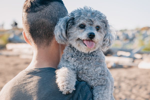 Poodles as Therapy and Service Dogs: Training and Benefits