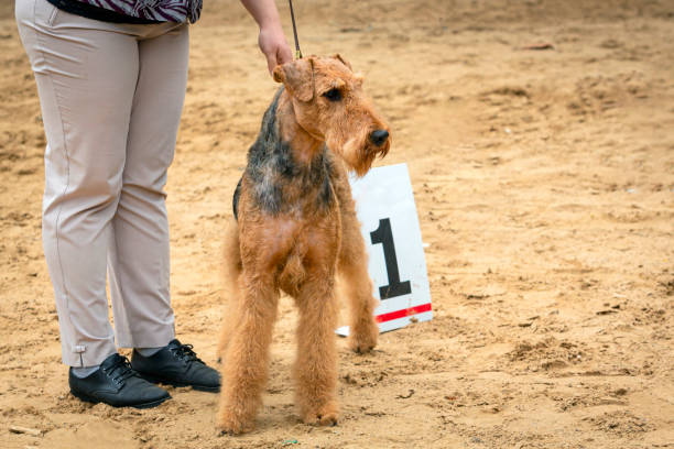 Doodle Dog Shows and Competitions: A Beginner’s Guide