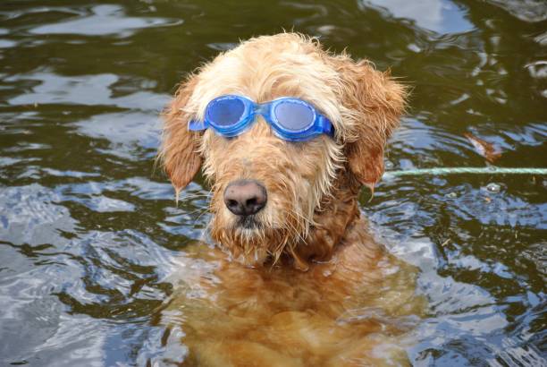 Ensuring Water Safety for Your Swimming-Loving Poodle