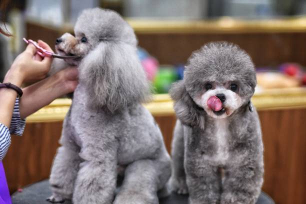 Keeping Your Poodle’s Teeth Clean and Healthy