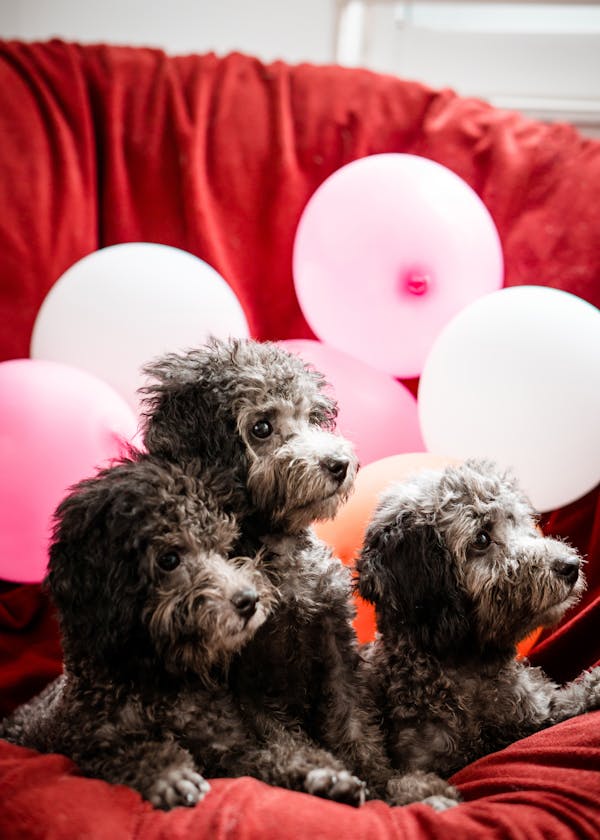The Different Types of Poodles: A Detailed Overview
