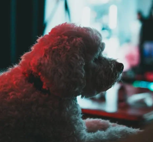 Poodle Dogs: A Unique Breed with Endless Charm