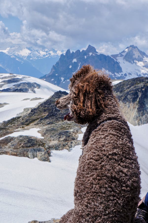 The Science Behind Poodle Coat Colors and Patterns