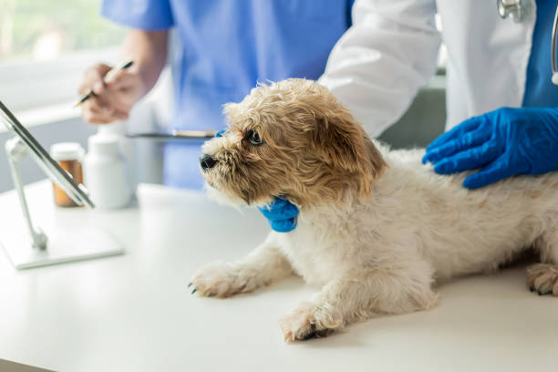 Spaying/Neutering Your Doodle: What You Need to Know