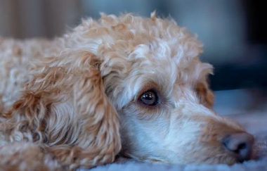 Caring for Your Senior Poodle: Health and Wellness Tips