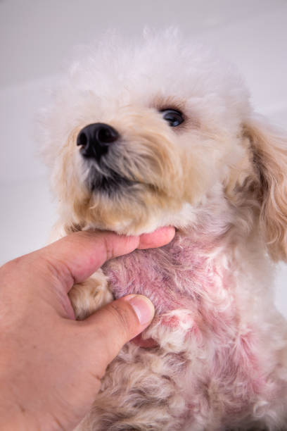 Dealing with Common Poodle Skin Conditions