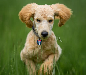 The Benefits of Regular Exercise for Your Poodle