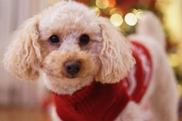 Poodle Fashion: Stylish Outfits for Your Furry Friend