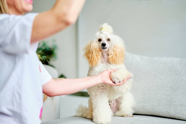 Indoor Exercise Ideas for Poodles During Bad Weather