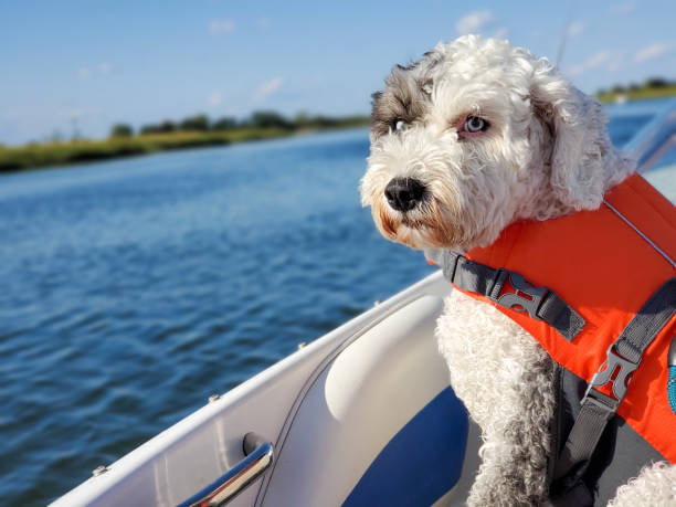 Ensuring Water Safety for Your Doodle Dog